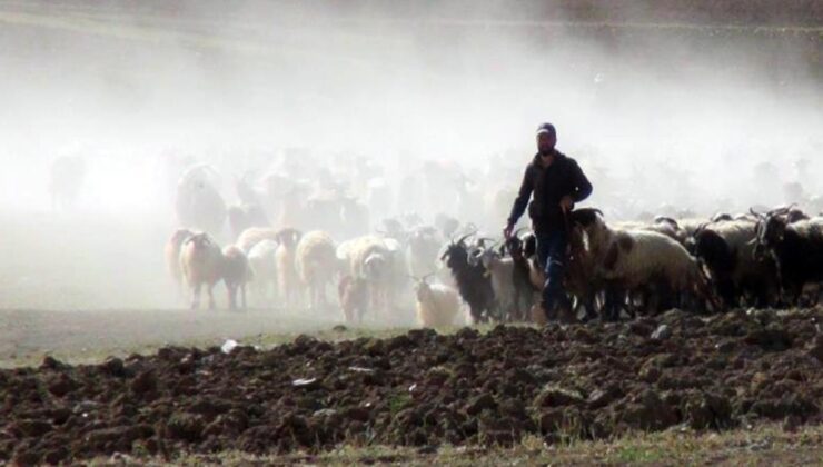 30 koyunla başladı, şimdi 300 koyunu var! Devlet desteğiyle çiftlik kurdu