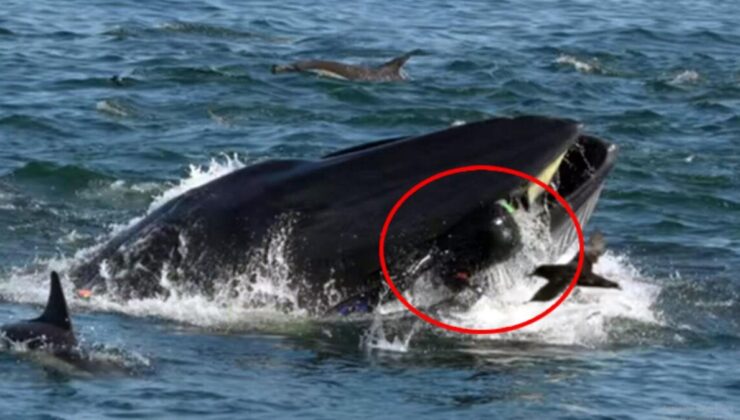 40 saniye balinanın ağzında kalan balıkçı, nasıl kurtulduğunu anlattı: bir patlama gibiydi