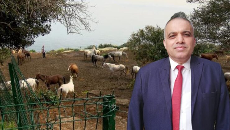 i̇bb’nin kayıp atlarının faturası dörtyol belediyesi veteriner i̇şleri müdürü’ne kesiliyor! memurluktan çıkarılması isteniyor