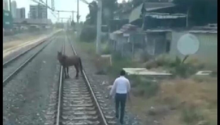 ‘i̇nsanlık ölmemiş’ dedirten olay! hızla giden treni durdurup, raylardaki atı kenara çekti