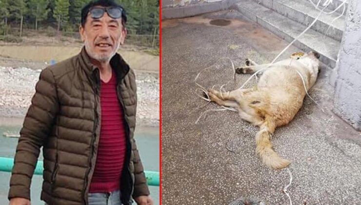 para istediği kişiyi sokak ortasında vuran tetikçiyle ilgili iğrenç gerçek: sokak köpeğini öldürüp tecavüz etmiş