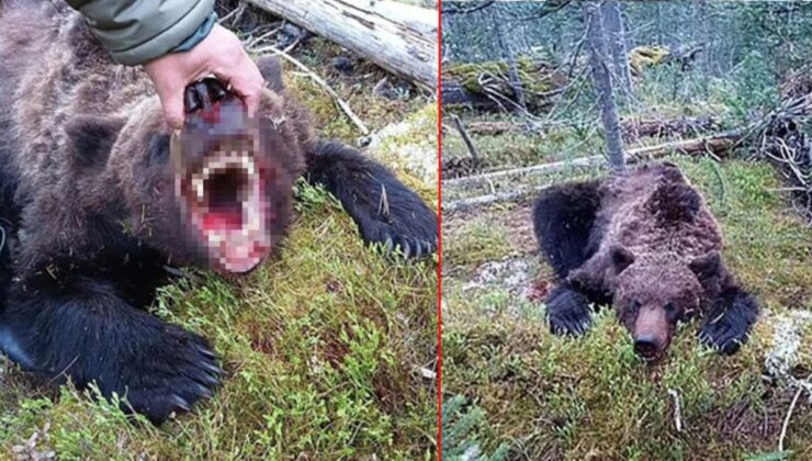 rusya’da dehşete düşüren olay! canavar ayı, 16 yaşındaki çocuğu parçalara ayırıp yedi