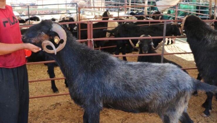160 kilogramlık honamlı keçileri, kurban pazarının gözdesi oldu