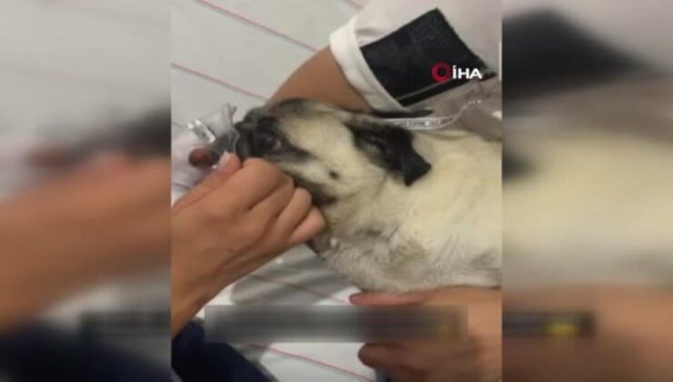 hastanede hava verilen yavru köpek kurtarılamadı