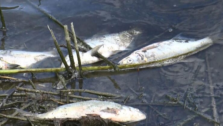 i̇stanbul’un en önemli su kaynağı olan alibeyköy barajı’nda balıklar kıyaya vurdu! tehlikeli madde iddiası endişe yarattı