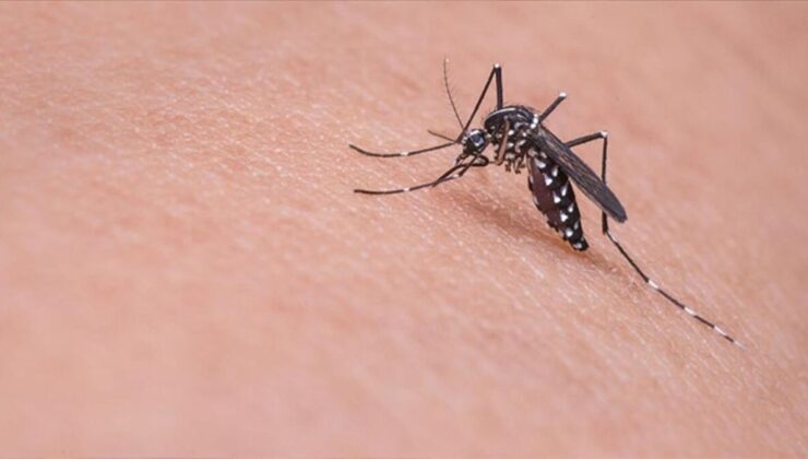 korkulan oldu! asya kaplan sivrisineği i̇stanbul’dan sonra 13 ilde daha görüldü