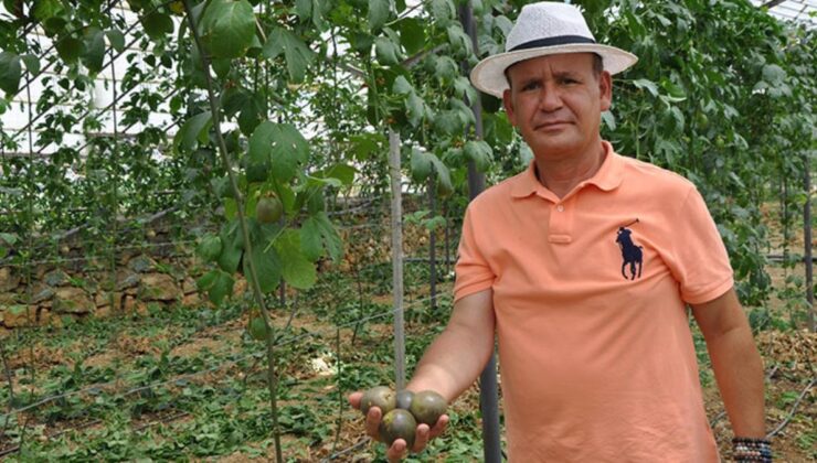 passiflora meyvesini yetiştirmek için almanya’dan türkiye’ye geldi, ilk hasadının kilosunu 75 liradan satıyor