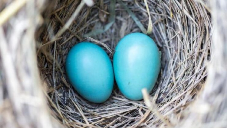 son dakika: ‘mavi yumurtanın çocukların zeka gelişiminde çok büyük faydası var’