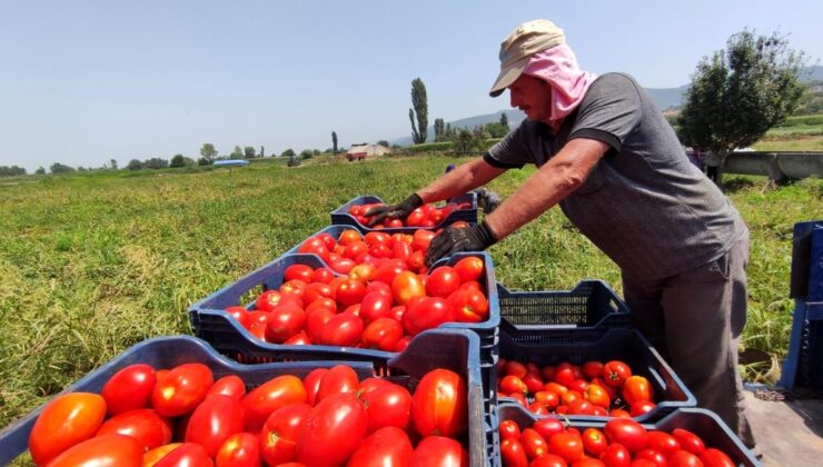 domates fiyatları tarlada 50 kuruş, markette 5 lira! üretici isyanda