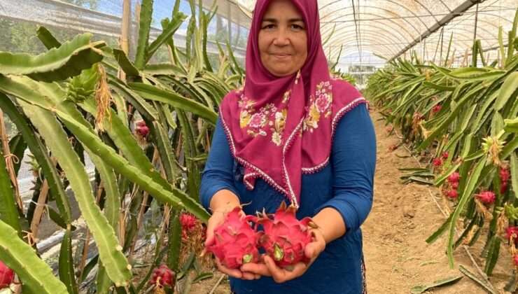 girişimci ev hanımı iki yılda ürettiği ejder meyvesi ile yurt dışına açıldı
