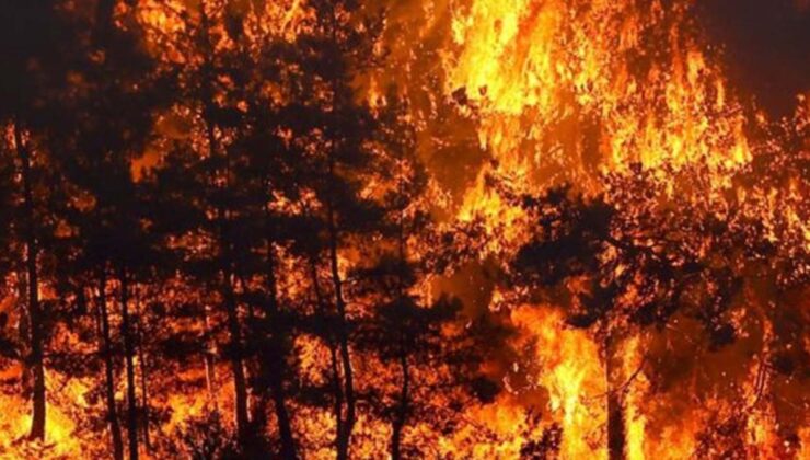 orman yangınları çam balı üretiminin 40 yılını tehlikeye attı