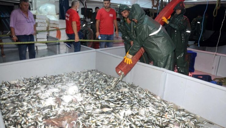 balıkçılar ‘vira bismillah’ dedi! tek ağdan 4 ton istavrit yakaladılar