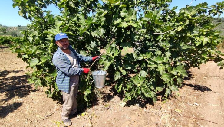 i̇hracatçı firmalar, dünyaca ünlü siyah incirin fiyatını 30 liradan 12 liraya düşürünce çiftçiler isyan etti