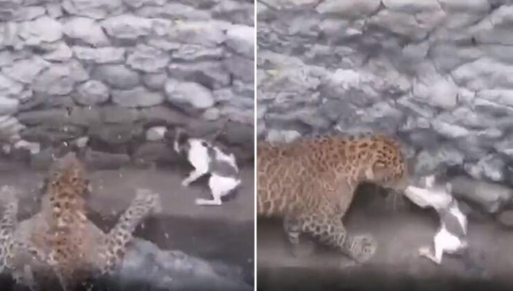 köylü kükreme sesine koştu! i̇şte leoparla aynı kuyuya düşen kedinin amansız savaşı