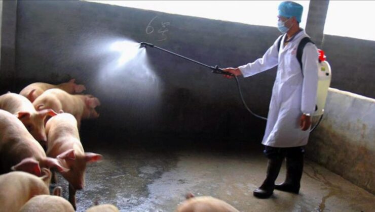 bulgaristan’da afrika domuz vebası görüldü! bir çiftlikte ortaya çıkan salgın, ülkeyi alarma geçirdi