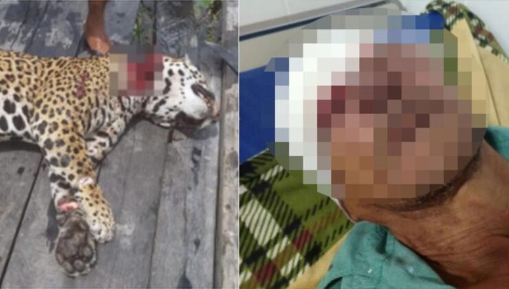 köydeki kimse bu olayı duymak istemiyor! jaguar, ormanda saldırdığı çiftçiyi kör etti
