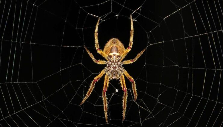 rüyada örümcek ağı görmek ne anlama gelir? rüyada evde örümcek ağı görmek, rüyada tavanda örümcek ağı görmek neye işarettir?