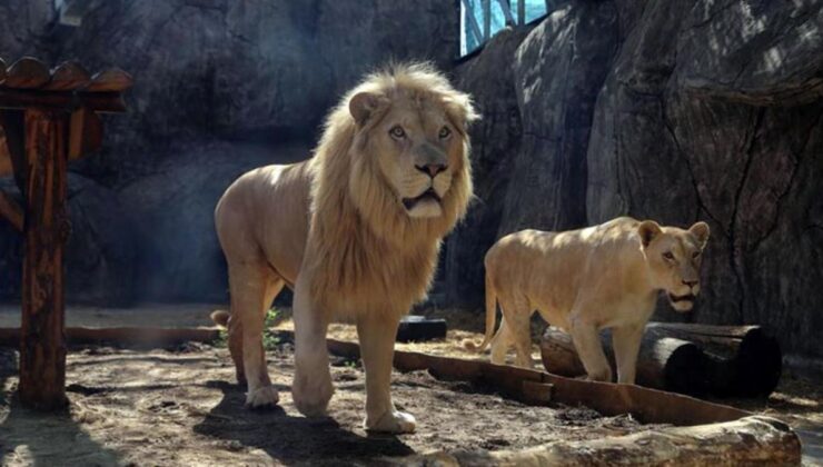 singapur’daki hayvanat bahçelerinde korona alarmı! belirti gösteren aslanların testi pozitif çıktı