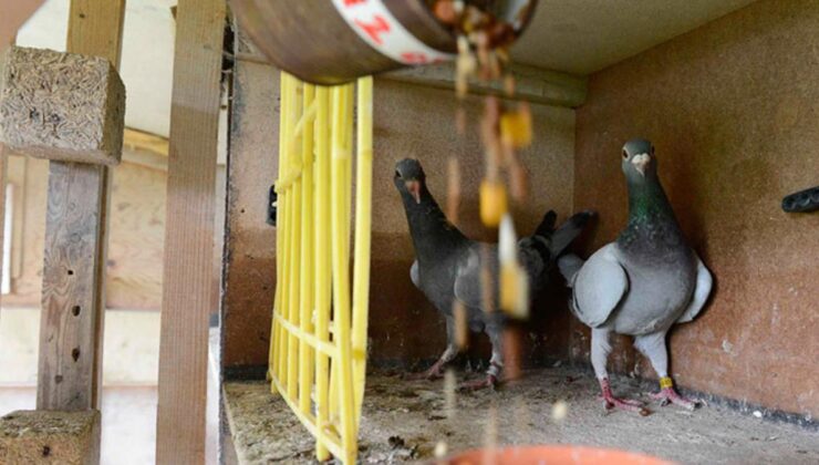 uzmanları bile ürküten tehlike: beslediğiniz kuş, bulaştıracağı hastalıkla katiliniz olabilir
