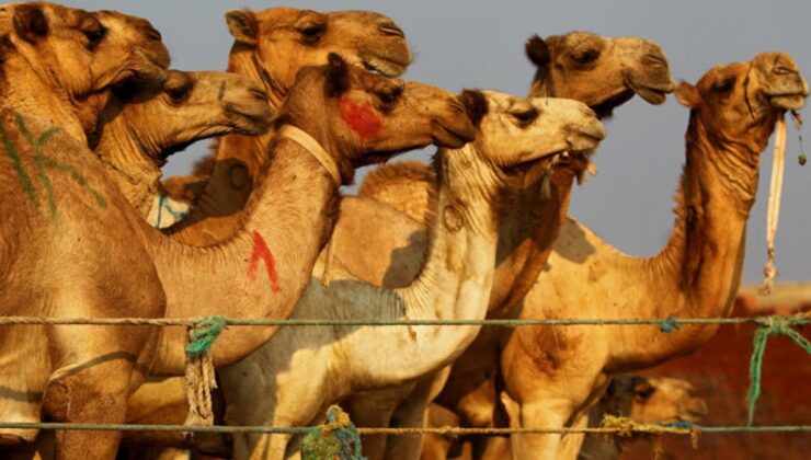suudi arabistan’da botoks yaptıran develer güzellik yarışmasından diskalifiye edildi! büyük ödül ise tam 66 milyon dolar