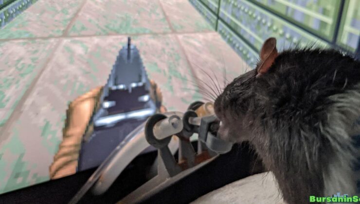 çılgın bir bilim insanı, farelere bilgisayar oyunu oynamayı öğretti