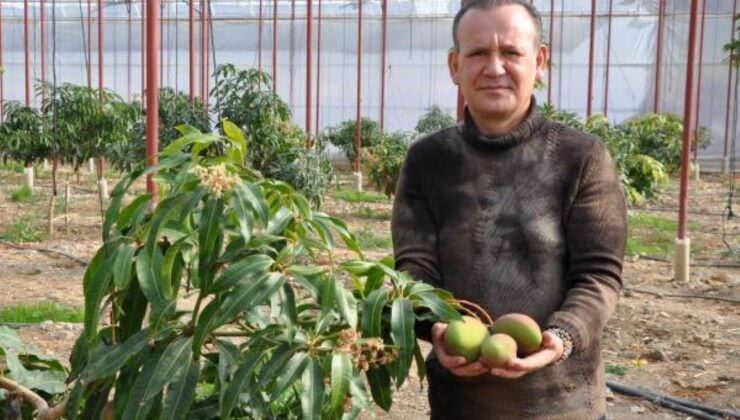 mango ekeni zengin ediyor! bahçede 40, markette 80 liradan satılıyor