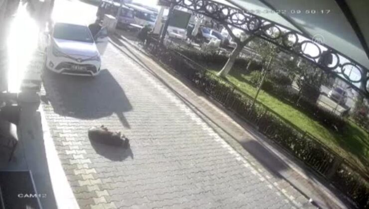 son dakika… otomobilin sokak köpeğini ezmesi güvenlik kamerasına yansıdı