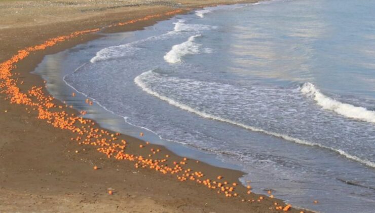 sahile portakallar vurdu!