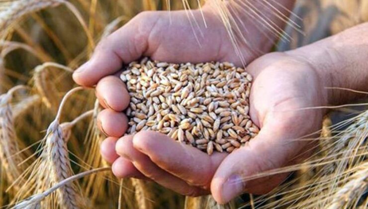 tmo, buğday fiyatlarında yüzde 22’lik artışa gitti! ekmeğe zam kapıda