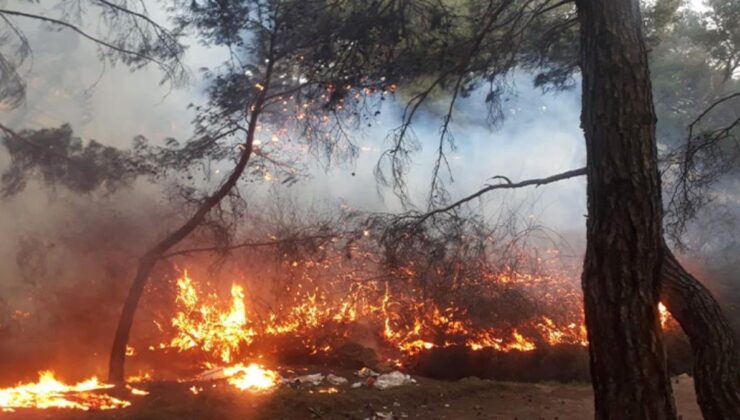 3 ilde çıkan orman yangını kontrol altına alındı! OGM, hafta sonu için uyardı: Risk yüksek
