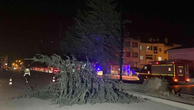 lodosun devirdiği ağaç yolu ulaşıma kapattı